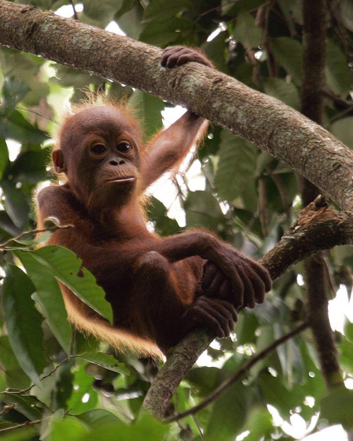 Nick, bébé orang-outan (Pongo pygmaeus) dans la réserve du Bukit Piton, Sabah.