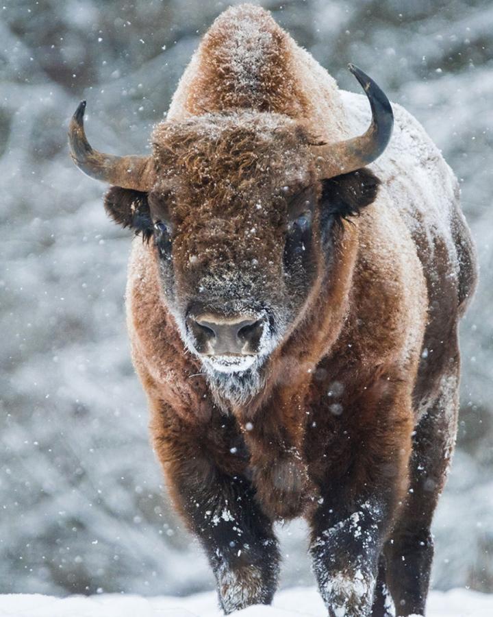 Bison d'Europe (Bison bonasus) de face dans réserve Kaluga Zaseki
