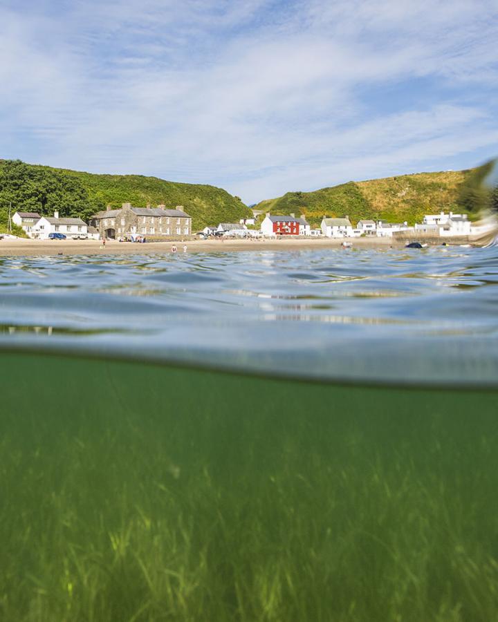 Les herbiers marins autour du rivage de Porthdinllaen, au Pays de Galles, Royaume-Uni