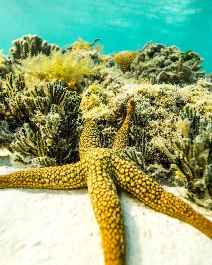 Etoile de mer (Asteroidea) au fond de l'eau dans la Grande Barrière de Corail