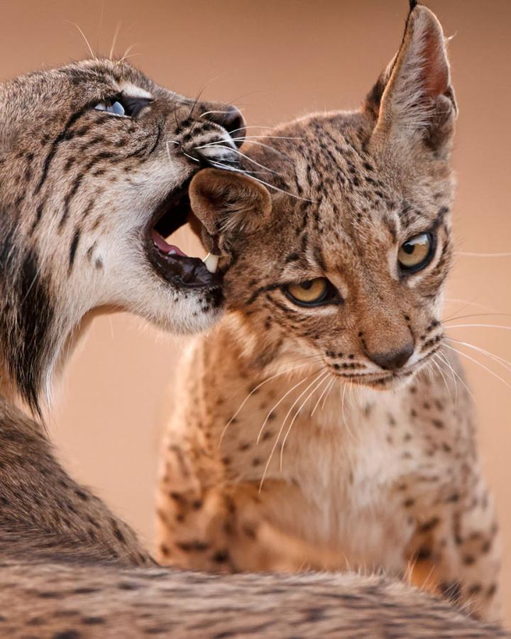 Une femelle lynx (Lynx pardinus) caline son enfant.