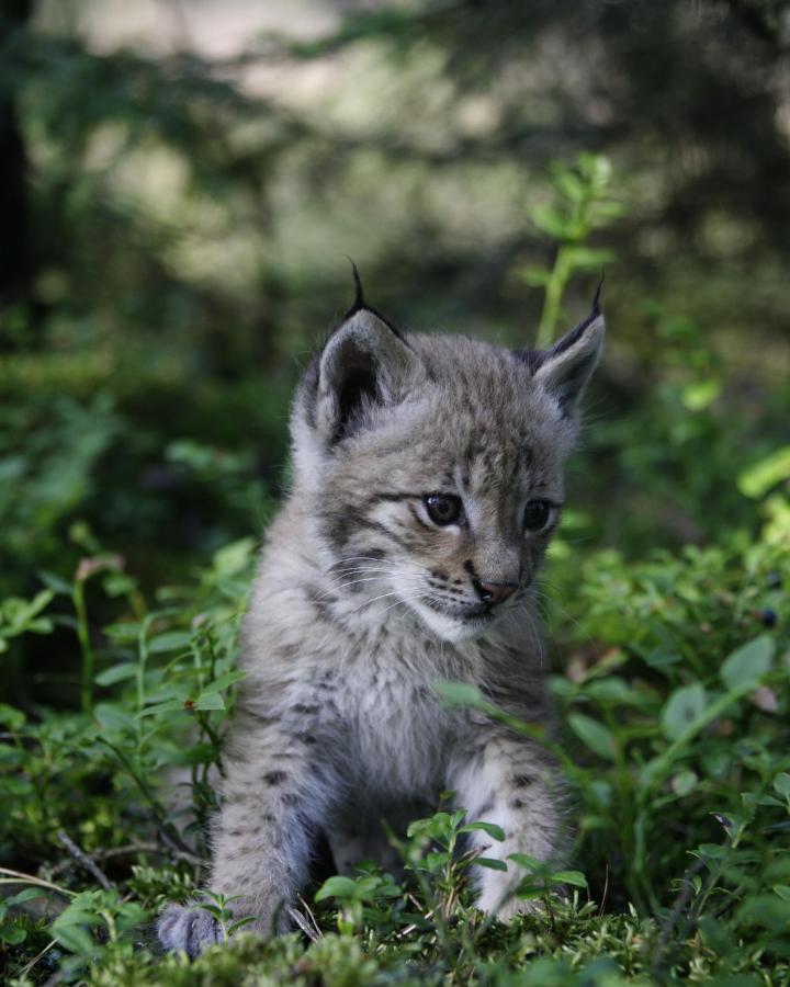 Bébé lynx boréal de deux mois en Pologne