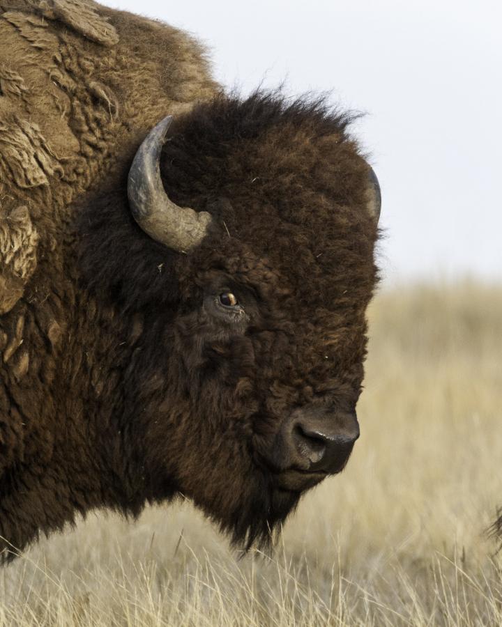 bison au Montana, United States