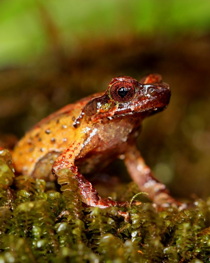 Megophrys frigida, Mount Ky quan San horned frog