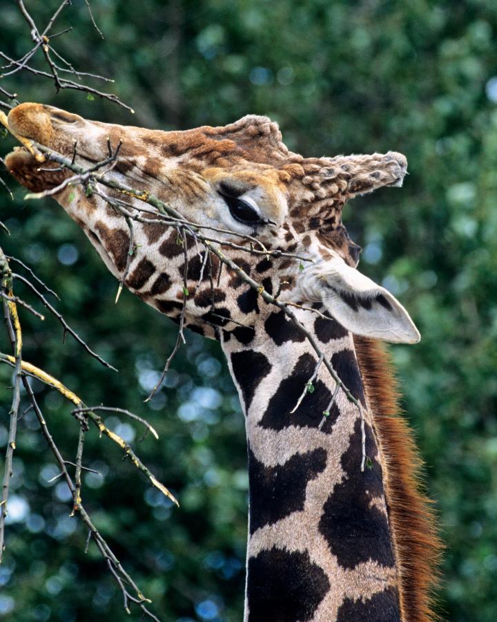 Giraffa camelopardalis