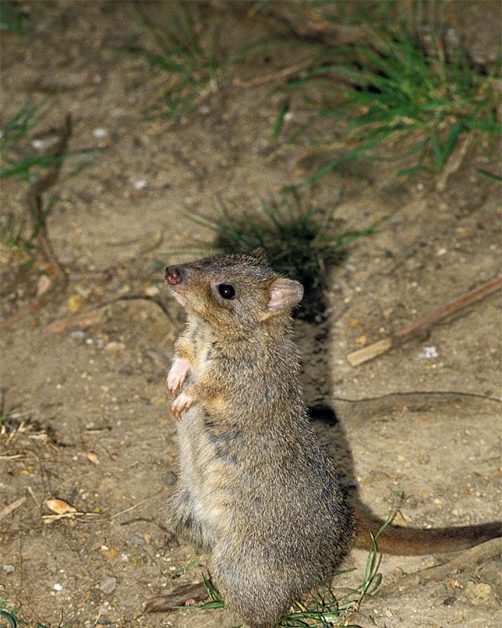 Bettongia penicillata