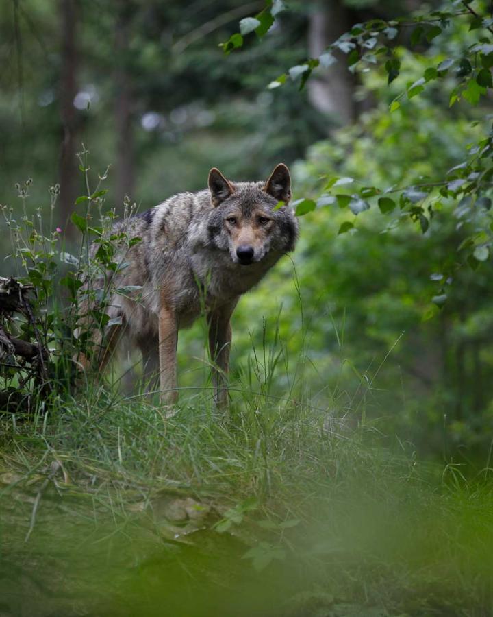 Canis lupus
