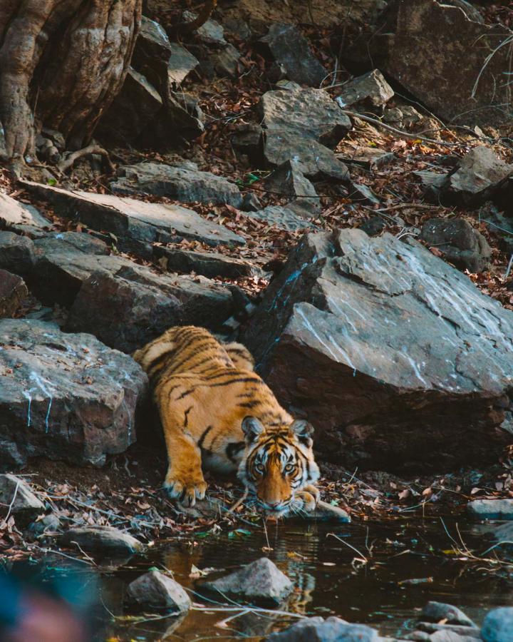 Panthera tigeris