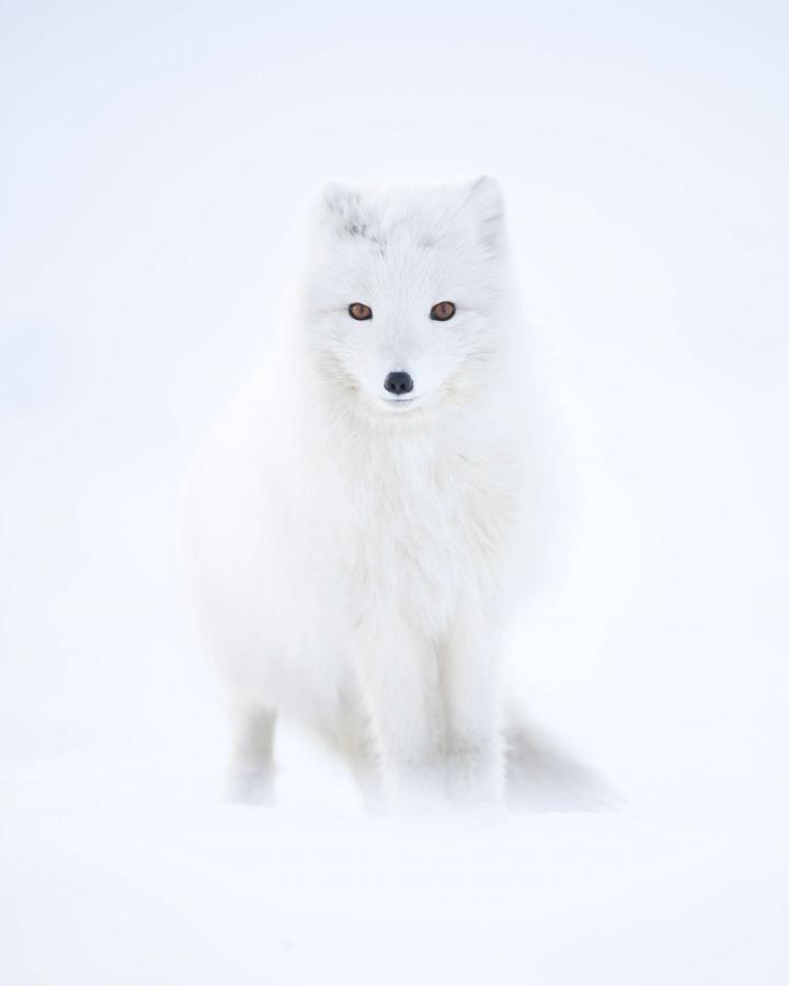 Heureux événement chez le renard d’Arctique