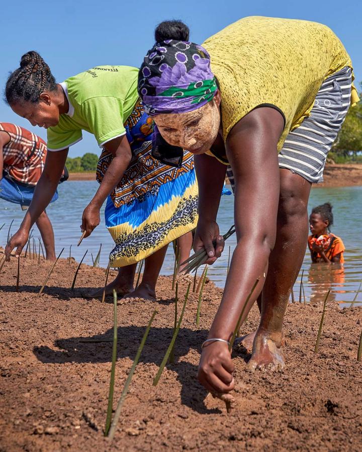 Plantation de mangrove à Madagascar