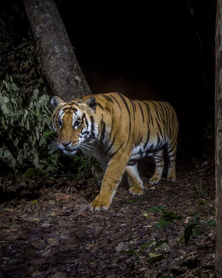 Tigre photographié avec une caméra trap