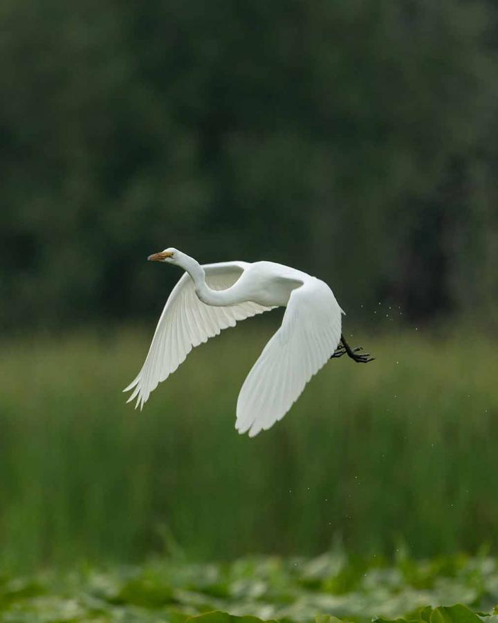 Une grande aigrette en Ontario