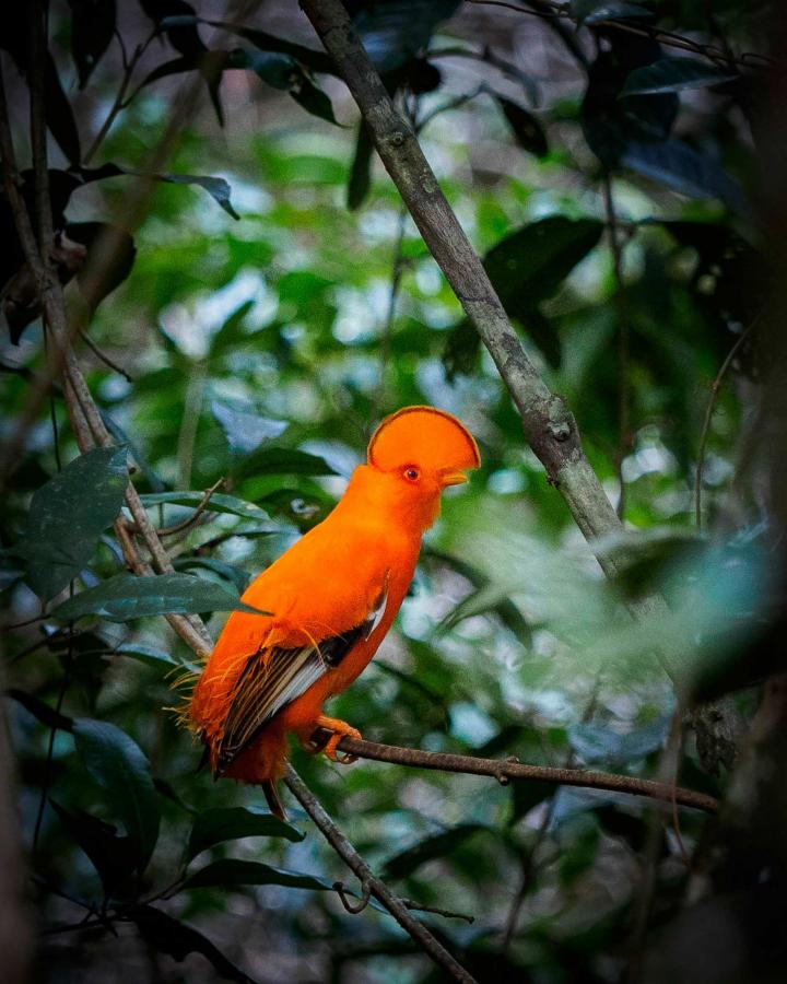 The Guiana Plateau