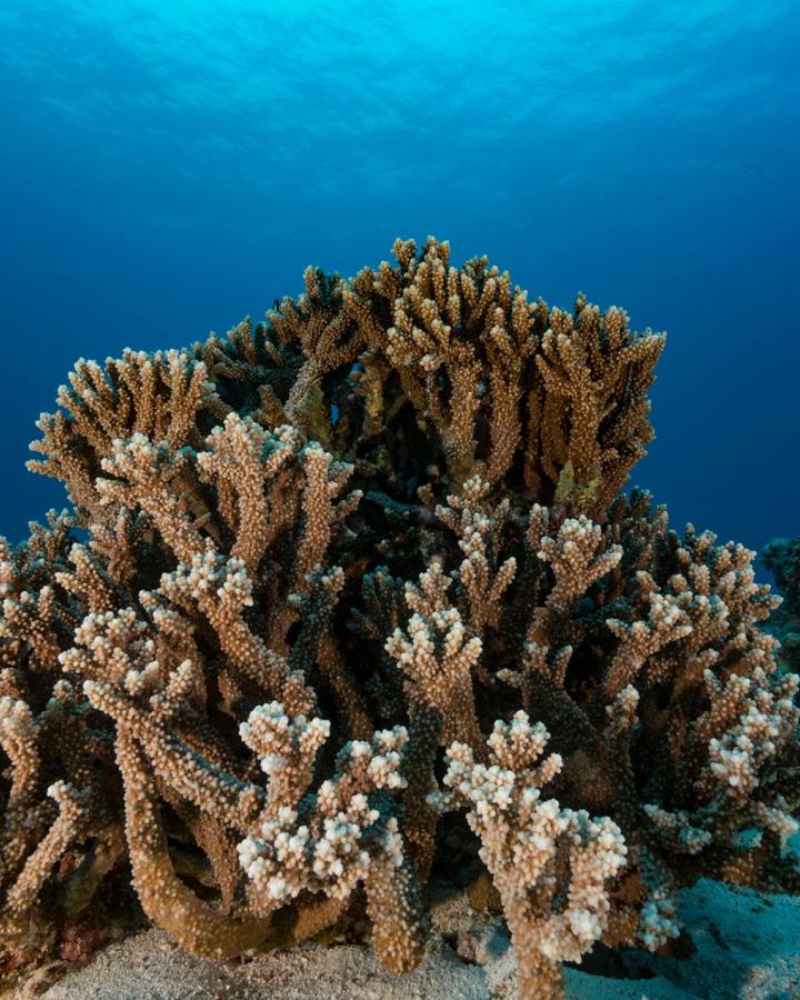 Les poissons récifaux au secours des coraux