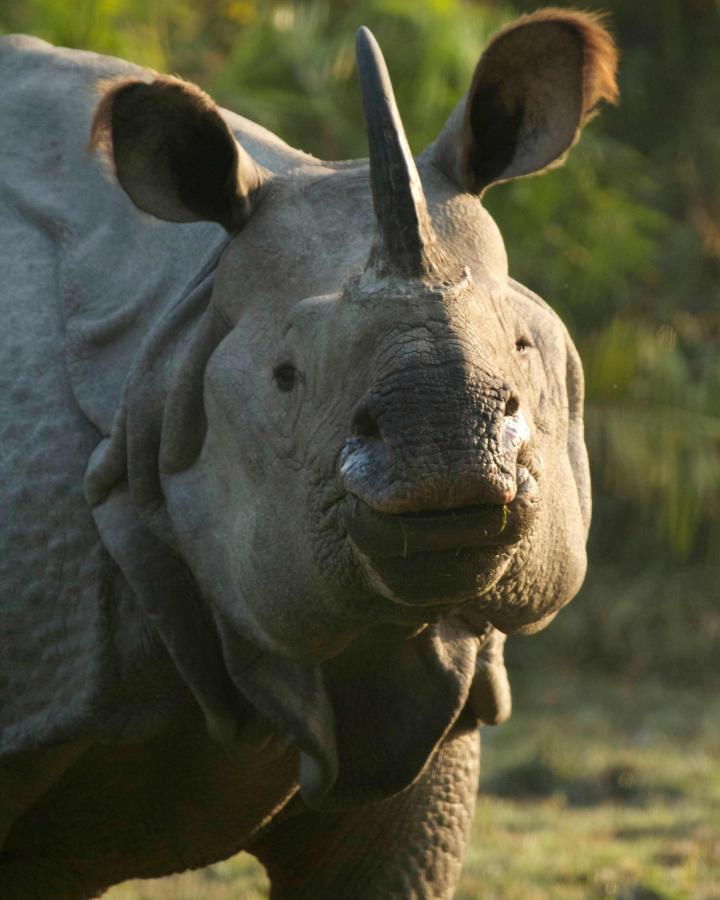 Rhinocéros à une corne en Inde