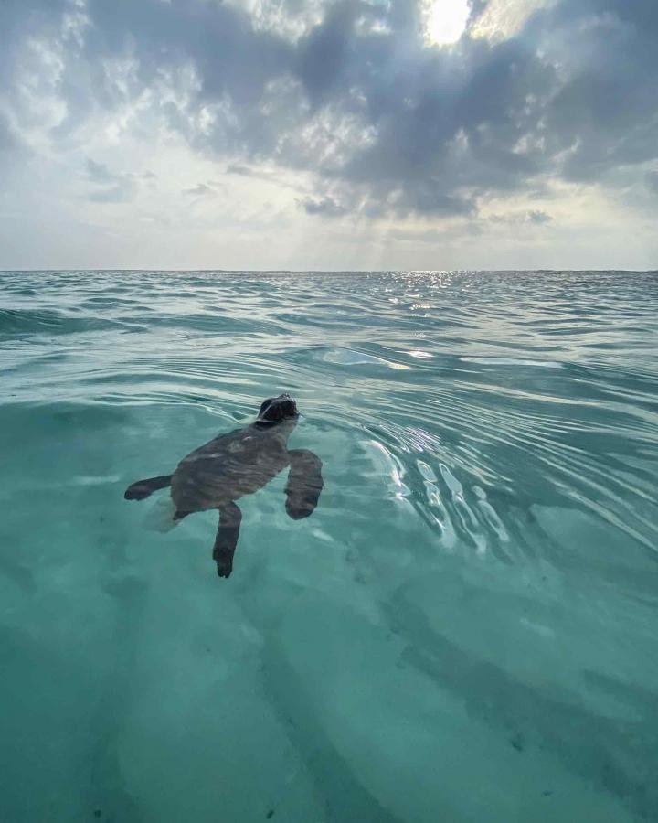 Bébé tortue marine en Nouvelle-Calédonie