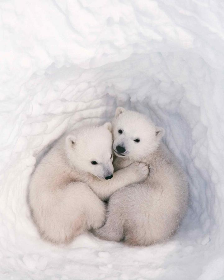 Pour une cohabitation sereine avec les ours polaires