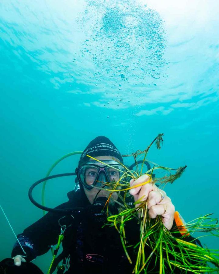 Herbiers sous-marins