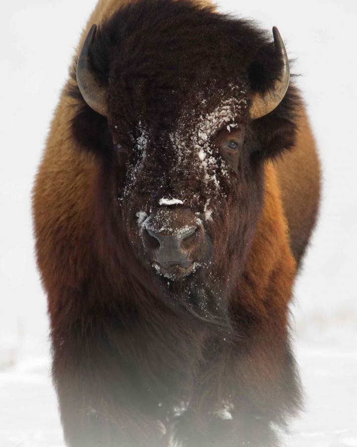 Bison aux États-Unis