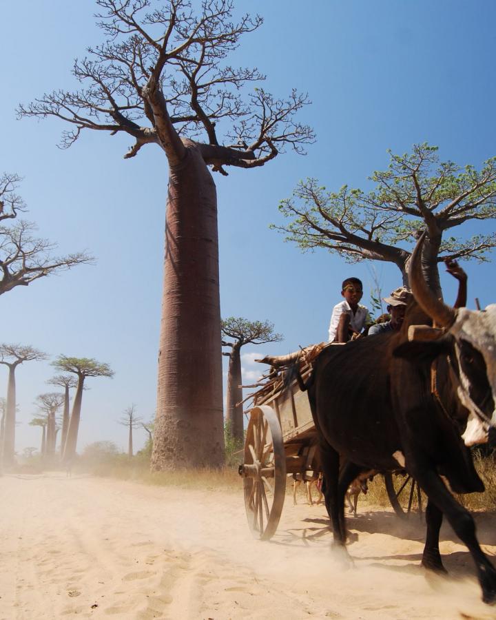 Allée des baobabs, Morondava (Madagascar)