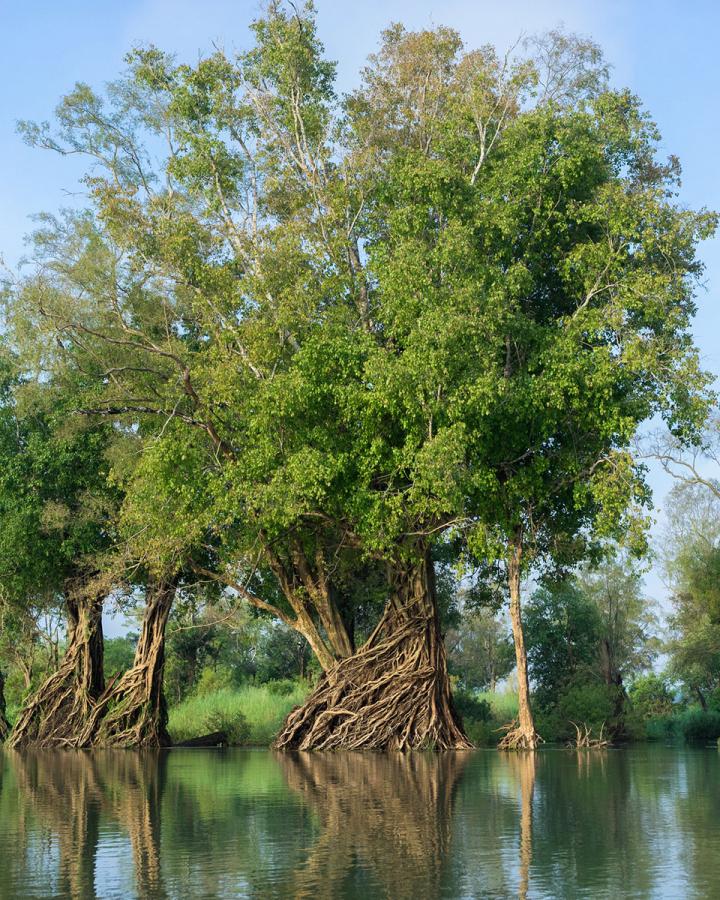 Vue d'une forêt innondée par le Mekong, dans la zone protégée de Ramsar, Stung Treng, Cambodge