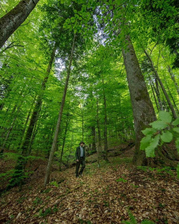Forêt de Maramures (Roumanie)
