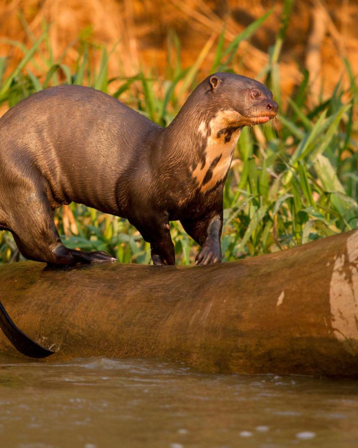 Loutre géante sur un tronc d'arbre