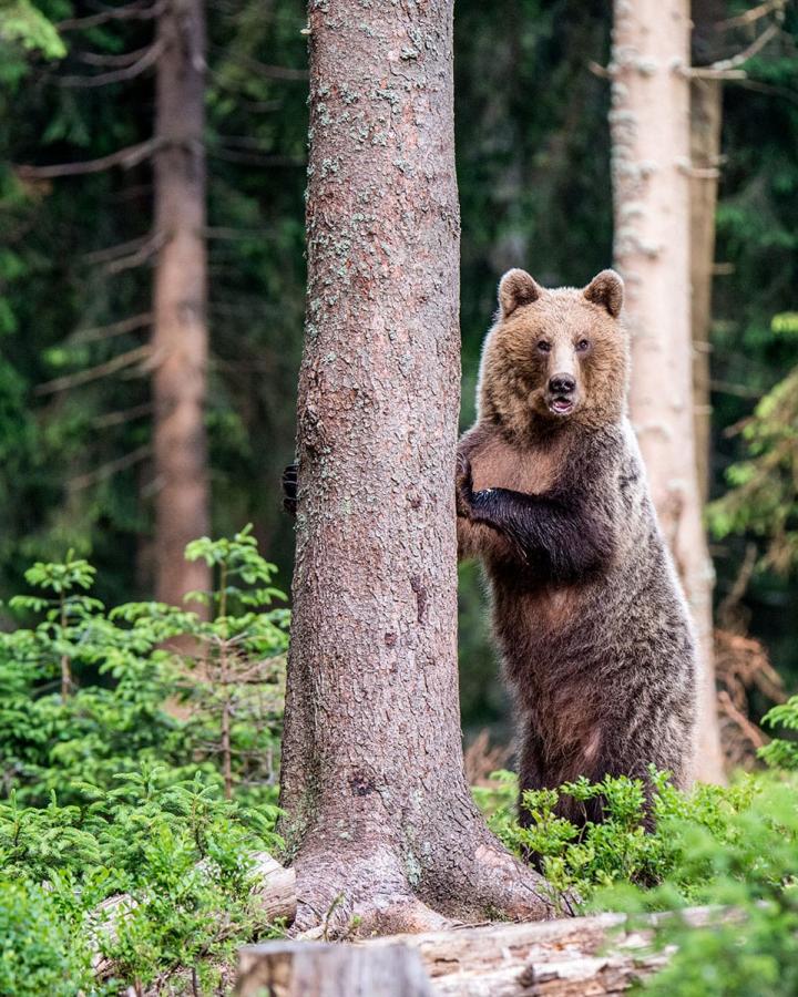 Ours brun (ursus arctos) dressé et accroché à un tronc d'arbre dans la forêt