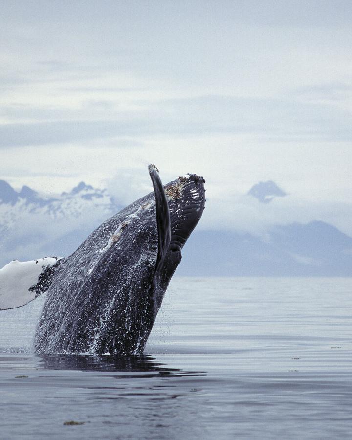 Rorqual à bosse sautant hors de l'eau Alaska