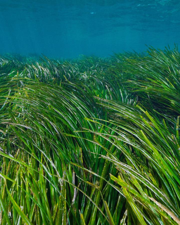 Vue sous marine des herbiers de Posidonie