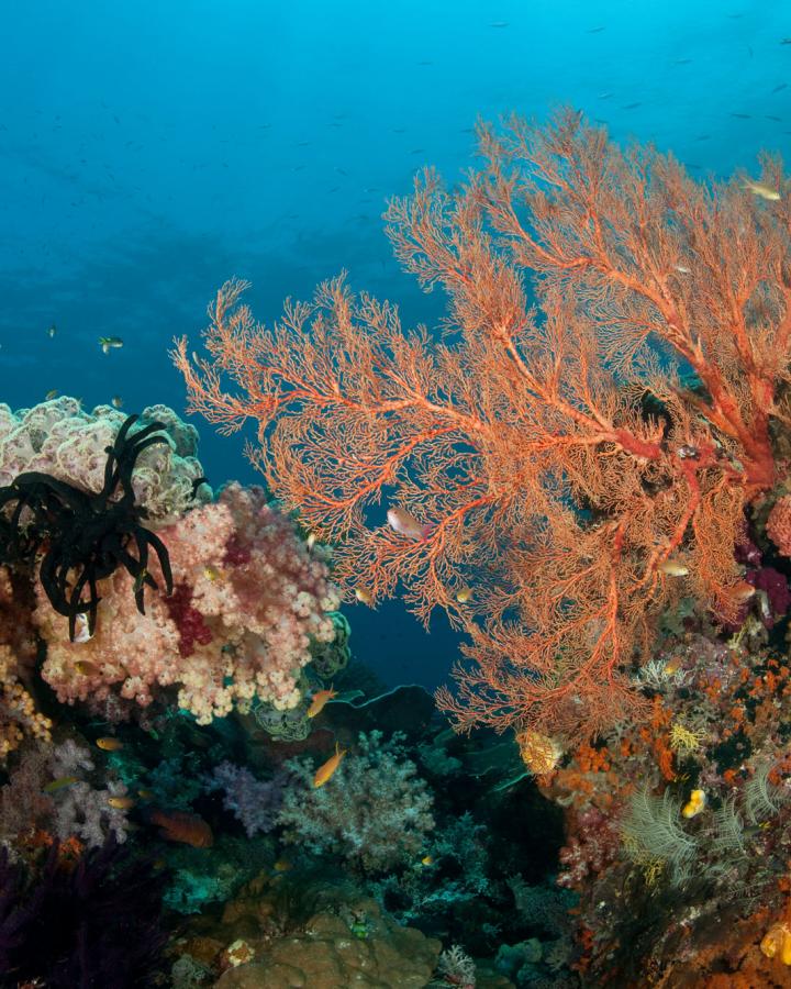 Longue vie aux coraux d'Indonésie - coral reefs indonesia