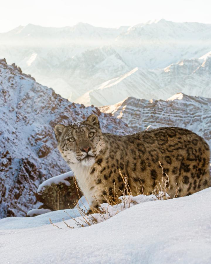 Léopard des neiges dans l'Himalaya