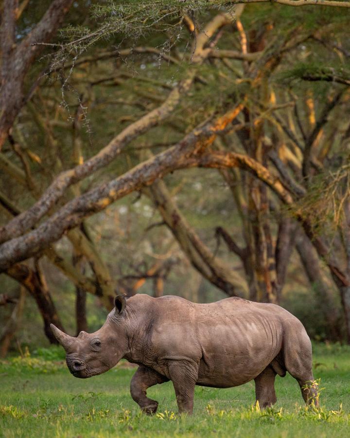 Effet panda - rhinocéros in the jungle