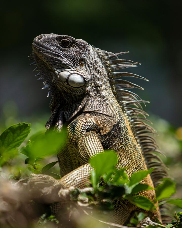 Green iguana portrait. Capurgana, Chocó, Colombia.