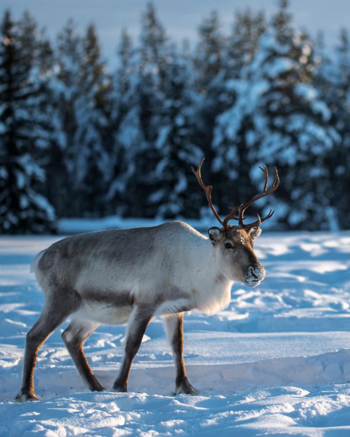 Caribou dans la neige