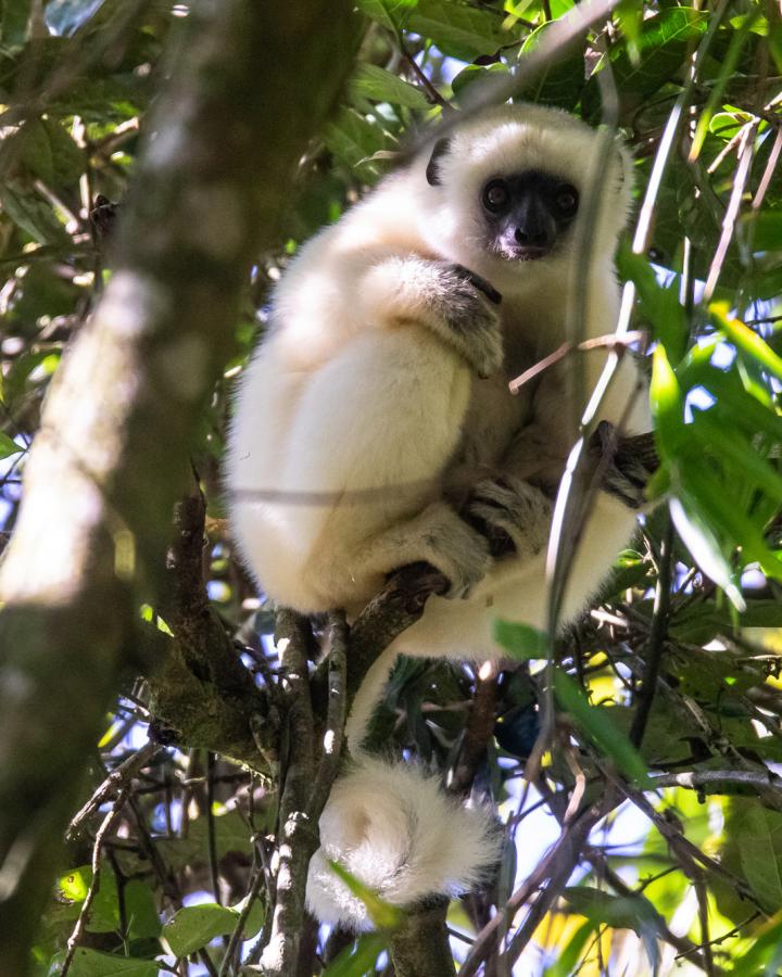 Propithèque soyeux - Madagascar