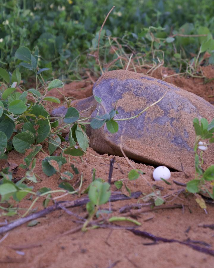 tortue