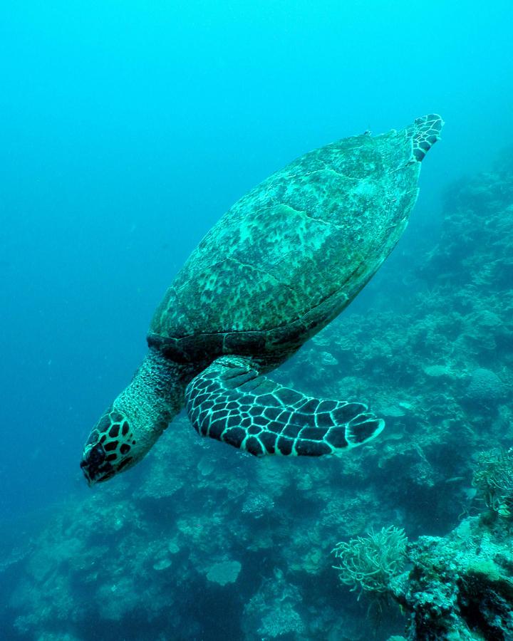 Hawksbill turtles