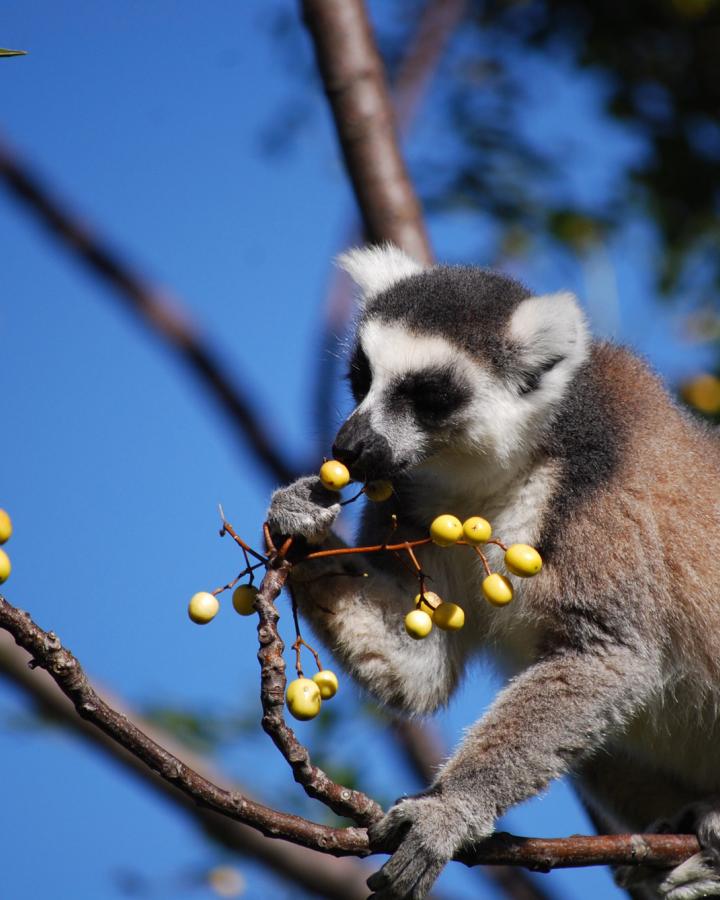 lémurien qui mange