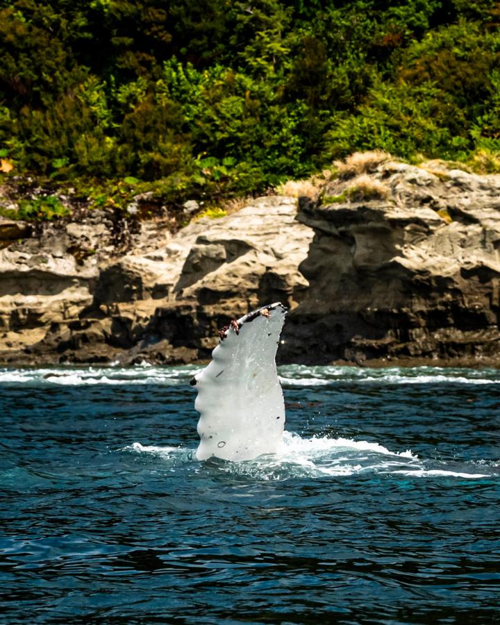 Nageoire de baleine à bosses - île de Guafo