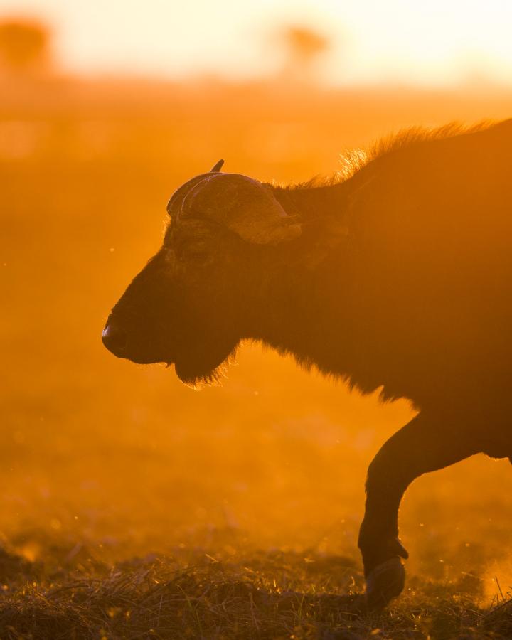 Buffle-Zambezi-Region-WWF