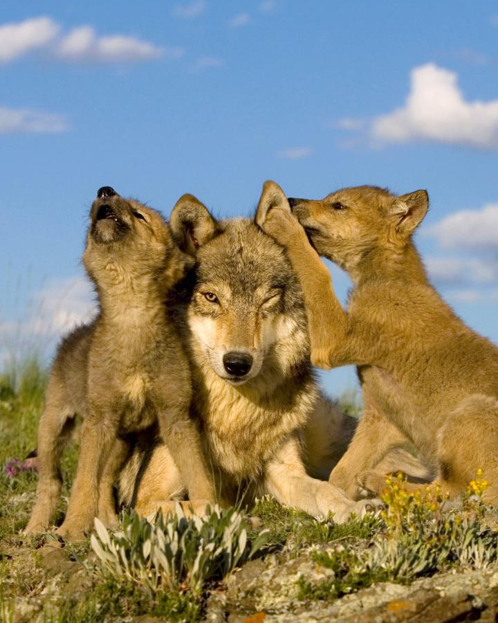 Loup-europeen-et-louveteaux-WWF