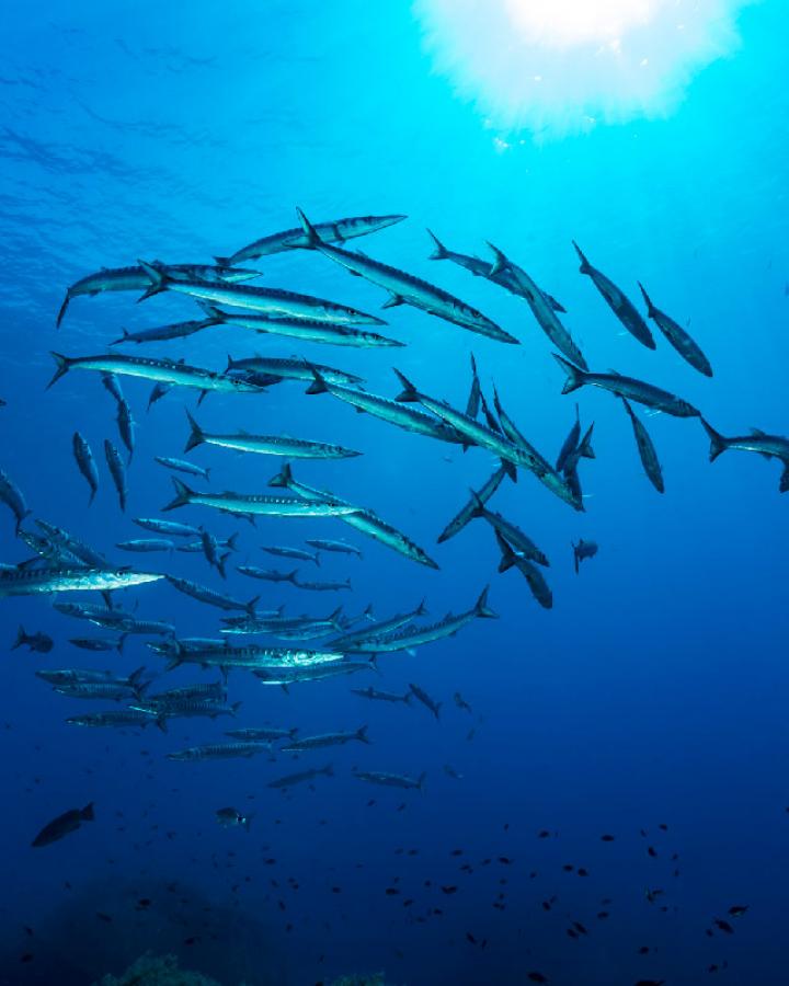 Côtes françaises Méditerranée