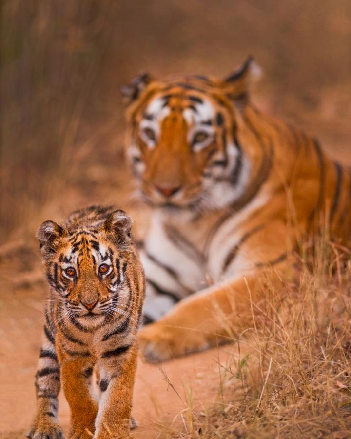 Tigre-et-son-petit