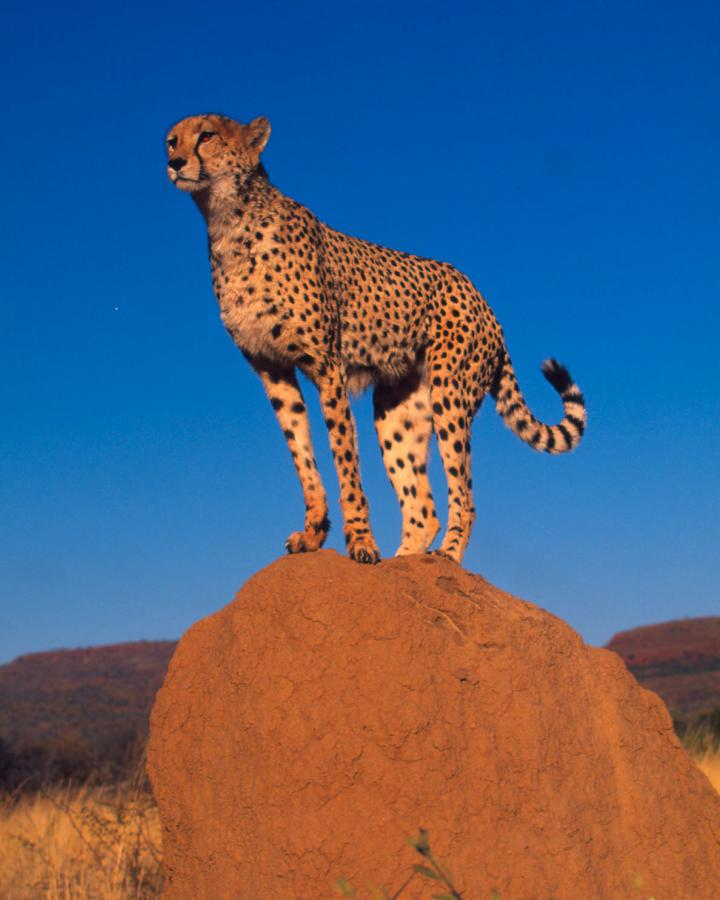 Guépard debout sur un rocher