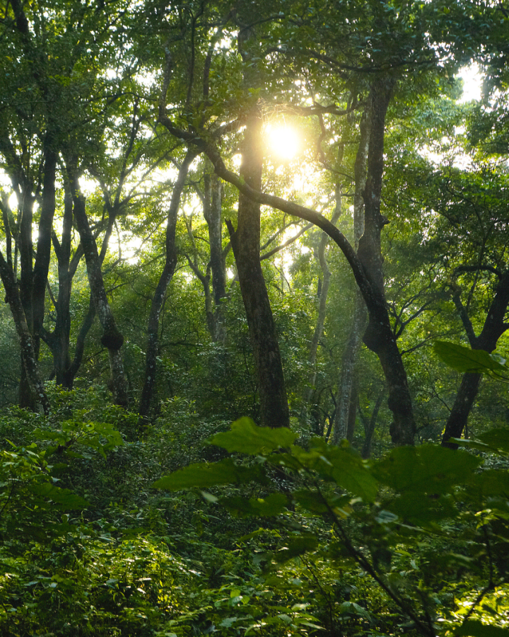 Mangroves de Madagascar