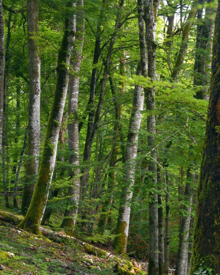 Foret SIGFRA - Bois des Ronces - arbre dont lecorce laisse apparaitre des reliefs sur le tronc