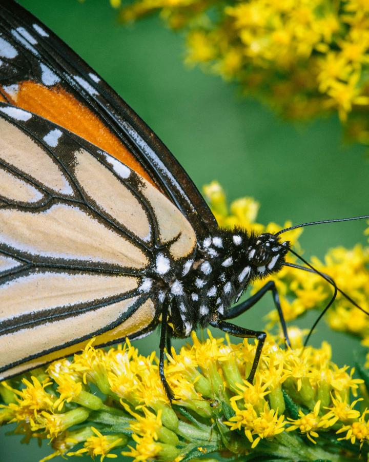 Un papillon monarque (Danaus plexippus) se nourrissant de verge d'or dans l'Iowa, aux États-Unis.