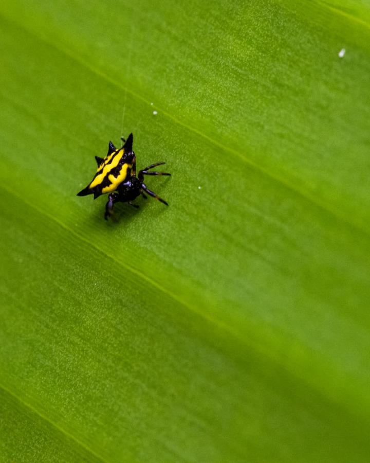 Portrait d'une araignée-crabe du genre Gasteracantha sp., observée sur des bananiers au milieu d'une culture de vanille.