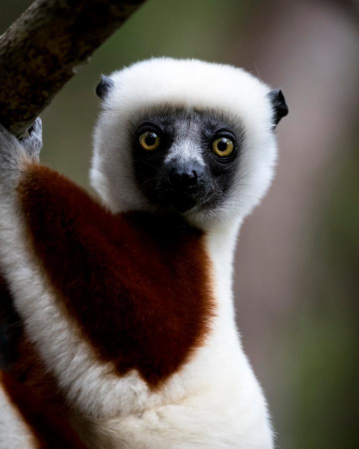 Propithèque de Coquerel (Propithecus coquereli) près du parc national Andasibe-Mantadia, Madagascar.